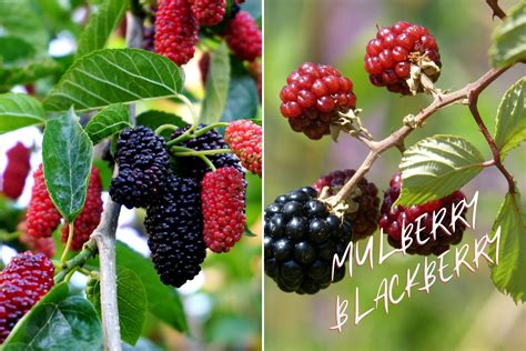 mulberry vs burberry|blackberries vs mulberry.